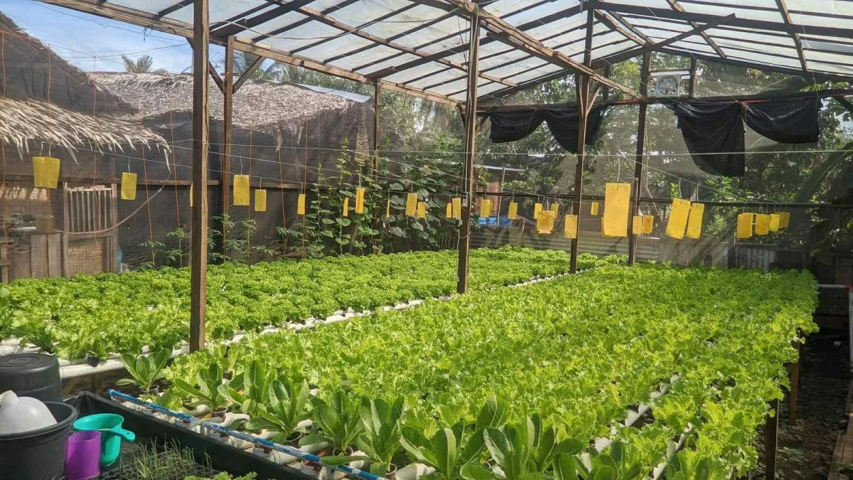 Karl’s 100-square-meter greenhouse filled with fresh lettuce, originally built from scrap wood and mosquito nets.