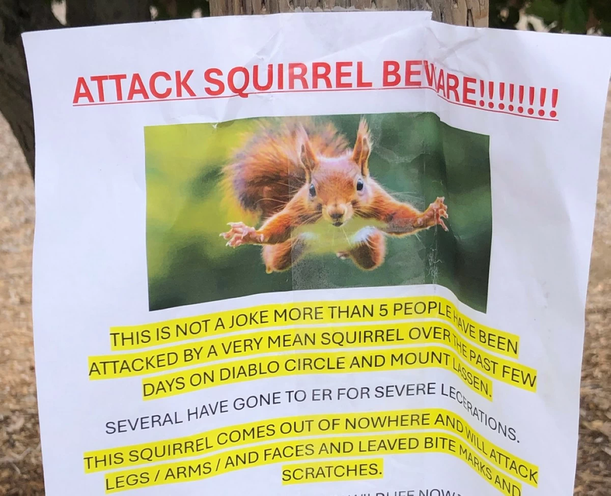 In this photo provided by Joan Heblack, a flyer warning of an aggressive squirrel is taped up in San Rafael, Calif., Wednesday, Sept. 24, 2025. (Joan Heblack via AP)