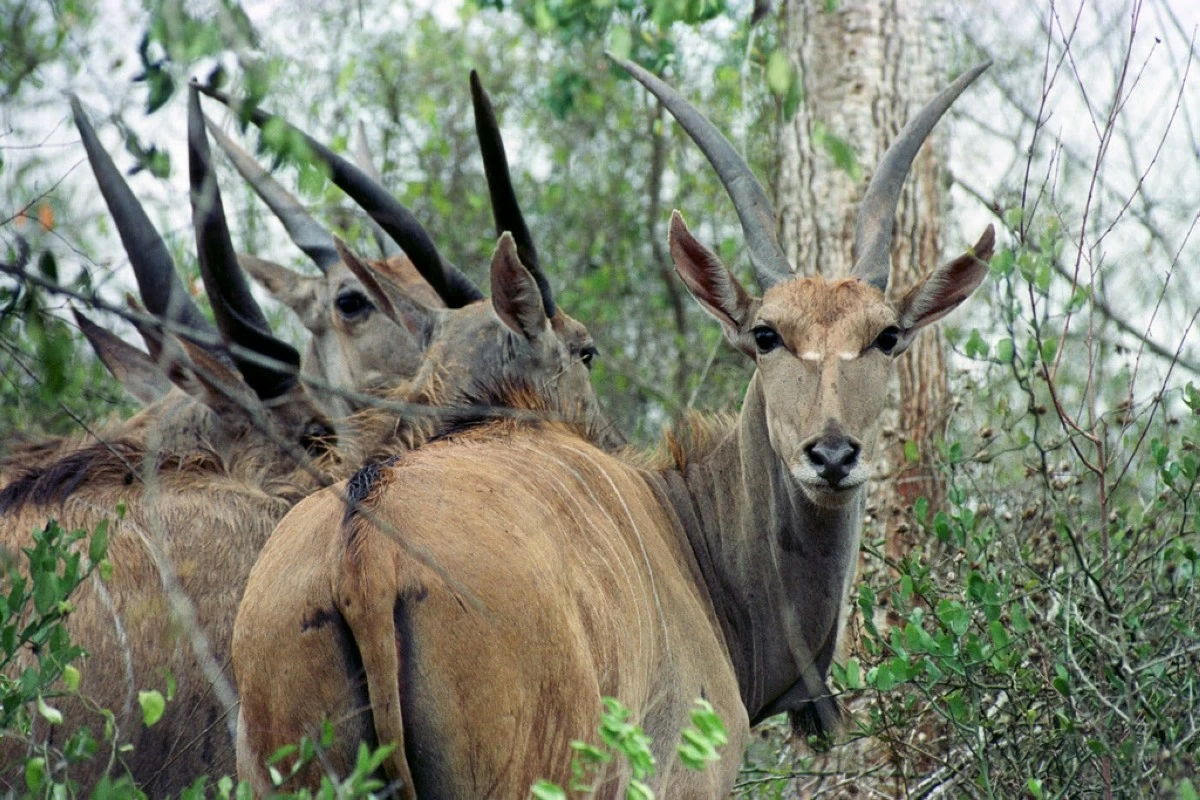 FILE - Antelopes huddle in the bush after being released in the Quicama National Park, Sept. 16, 2000, about 75 kilometers (47 miles) south of Angola's capital of Luanda. AP Photo/Armando Franca, File)