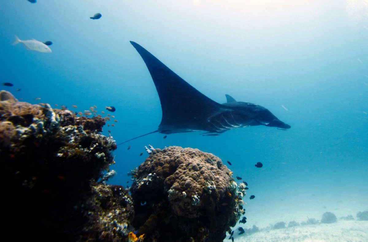 FILE - A manta ray swims in the water near Raja Ampat islands, Indonesia, Oct. 18, 2011. (AP Photo/Herman Harsoyo, File)