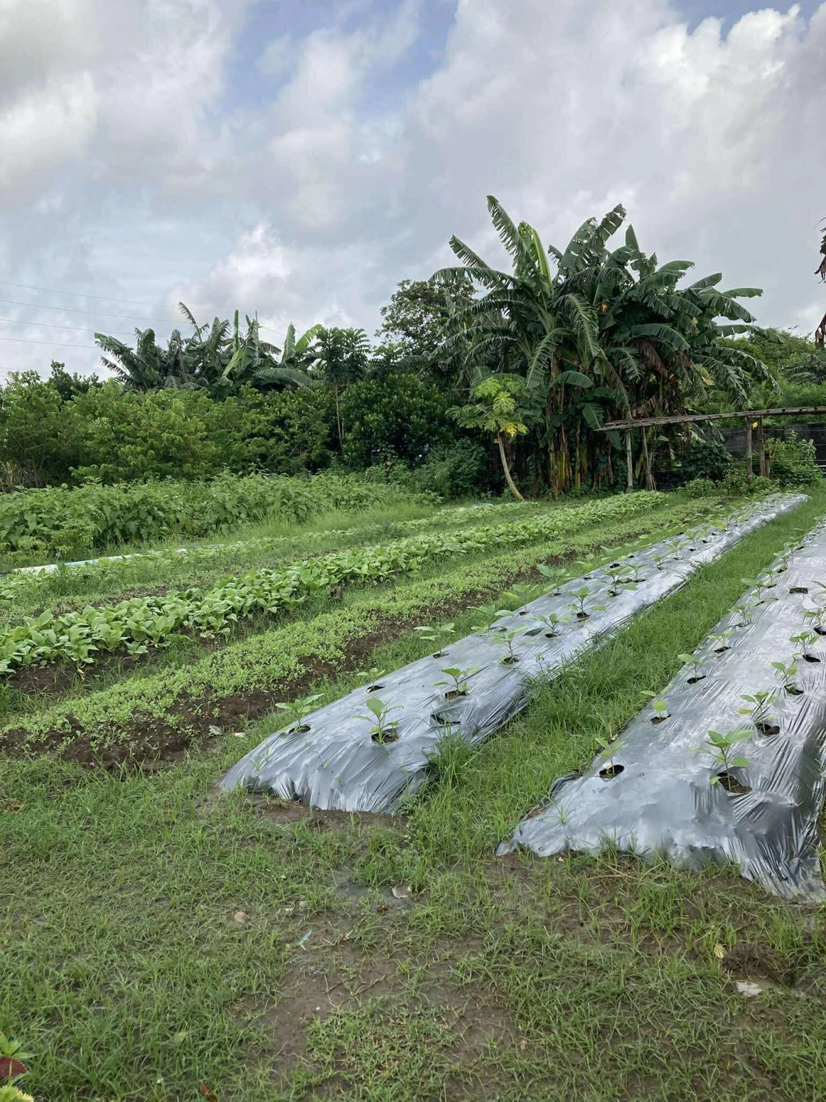 SUSTAINABLE LIVING Crops being grown at the Uswag Agri-Nursery ensure an organic dining experience.