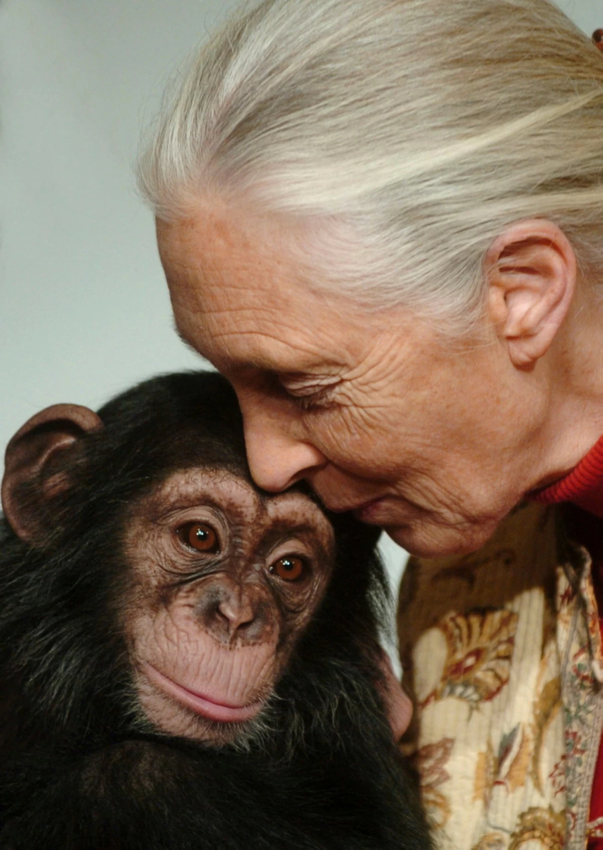 FILE - Primatologist Jane Goodall kisses Pola, a 14-months-old chimpanzee baby from the Budapest Zoo, that she symbolically adopted in Budapest, Hungary, on Dec. 20, 2004. (AP Photo/Bela Szandelszky, File)