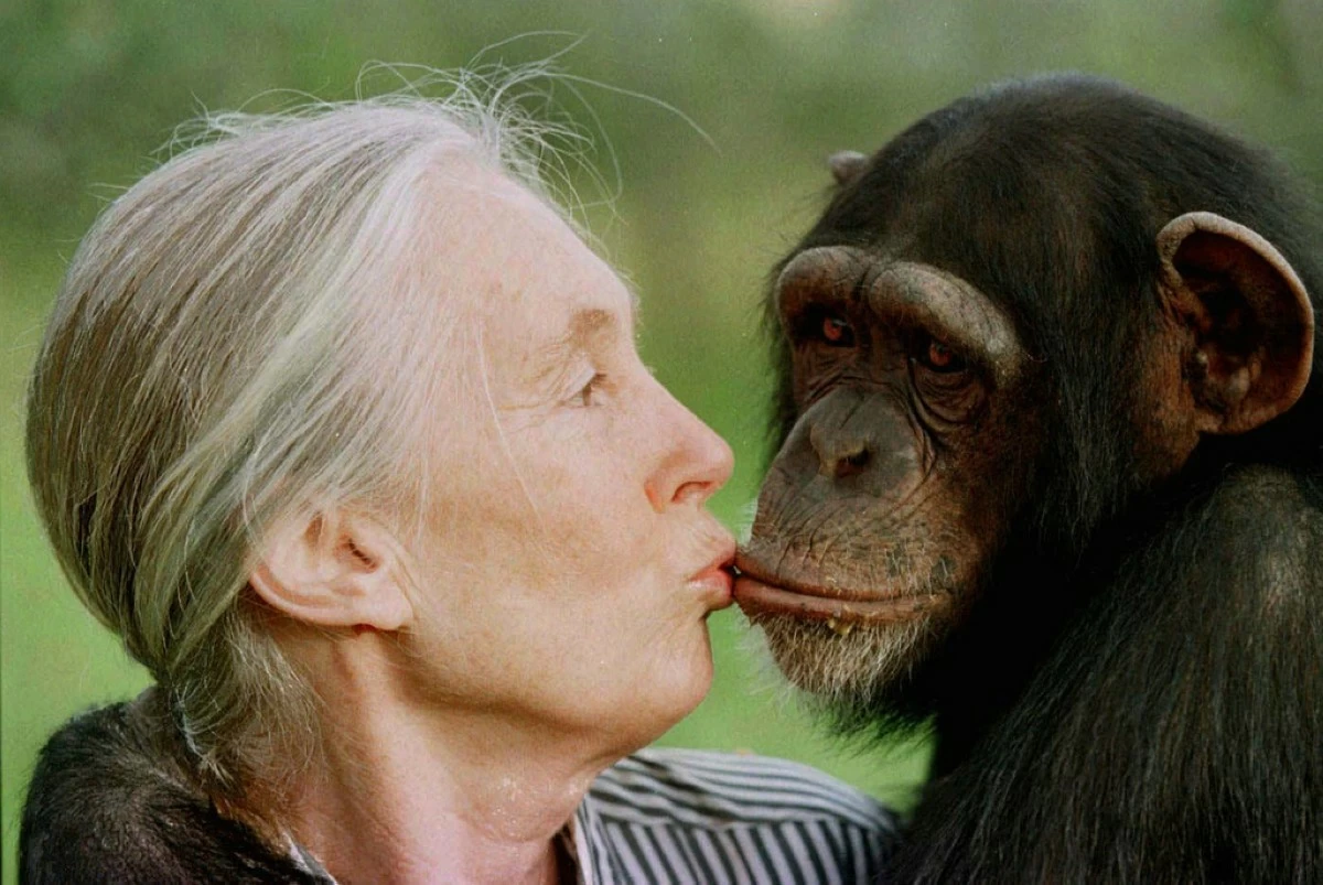 FILE - Jane Goodall kisses Tess, a female chimpanzee, at the Sweetwaters Chimpanzee Sanctuary near Nanyuki, north of Nairobi, on Dec. 6, 1997. (AP Photo/Jean-Marc Bouju, File)
