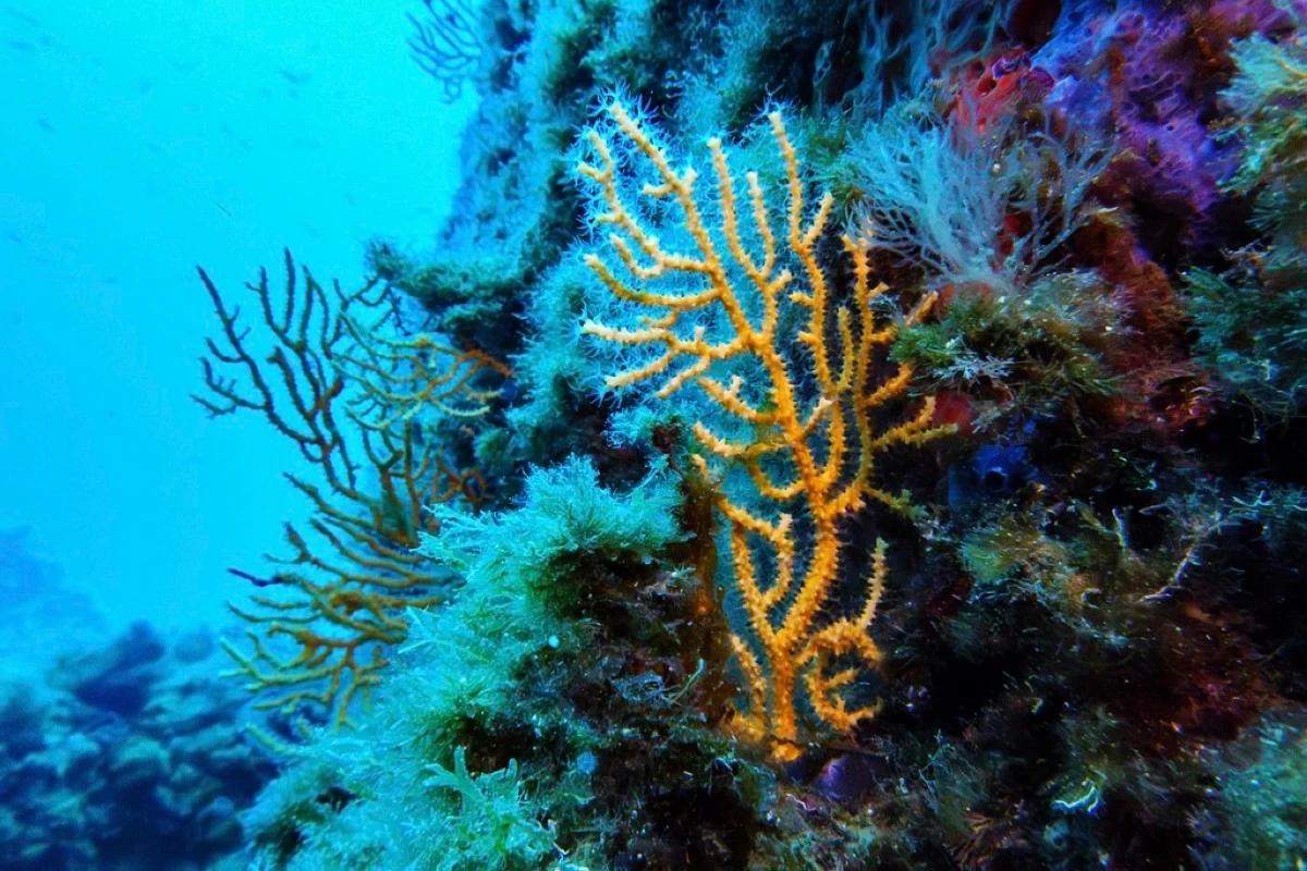 FILE - Coral is visible in the protected area of France's Porquerolles National Park ahead of the U.N. Ocean Conference on June 6, 2025. (AP Photo/Annika Hammerschlag, File)