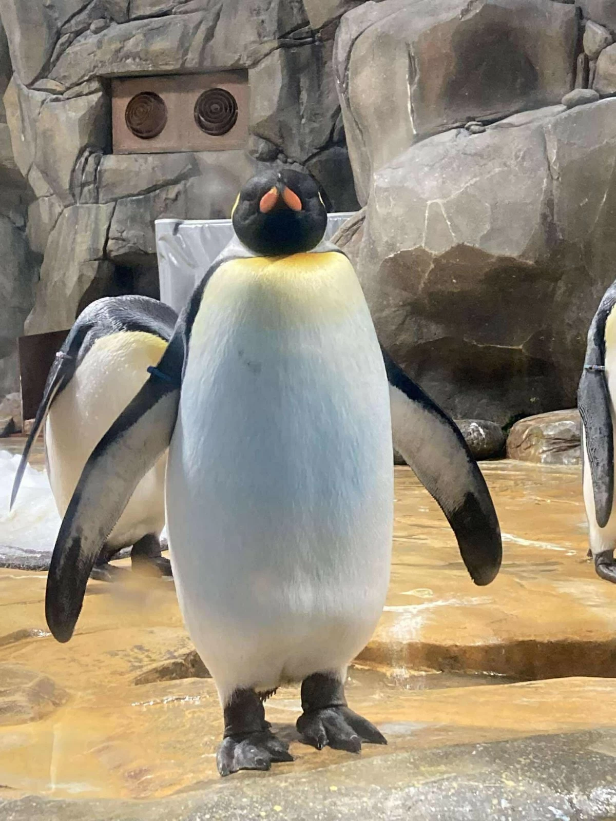 HAIL TO THE KING A king penguin stares at onlookers.