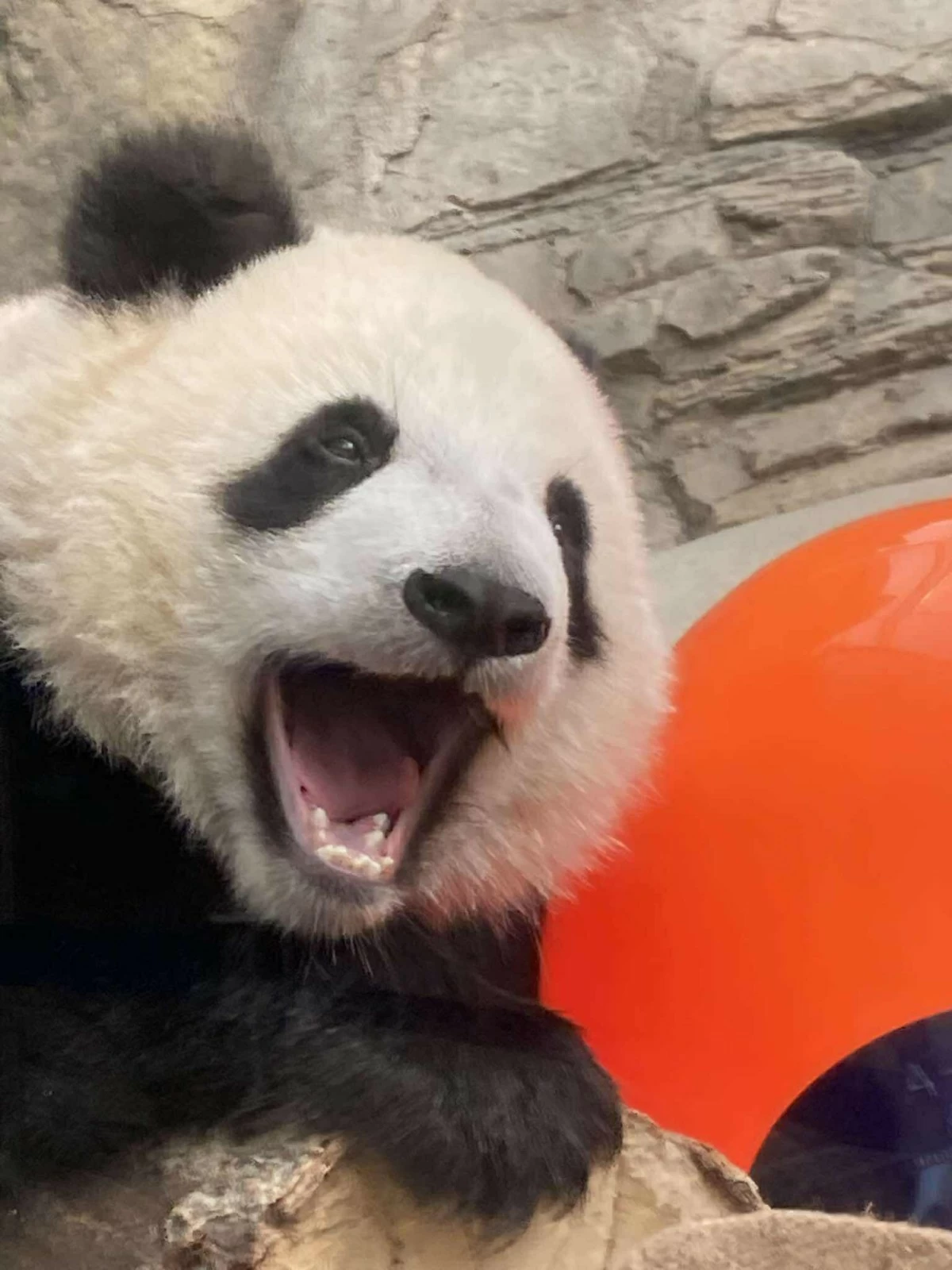 ADORABLE FURBALL Giant panda Jia Jia flashes a smile for the camera.