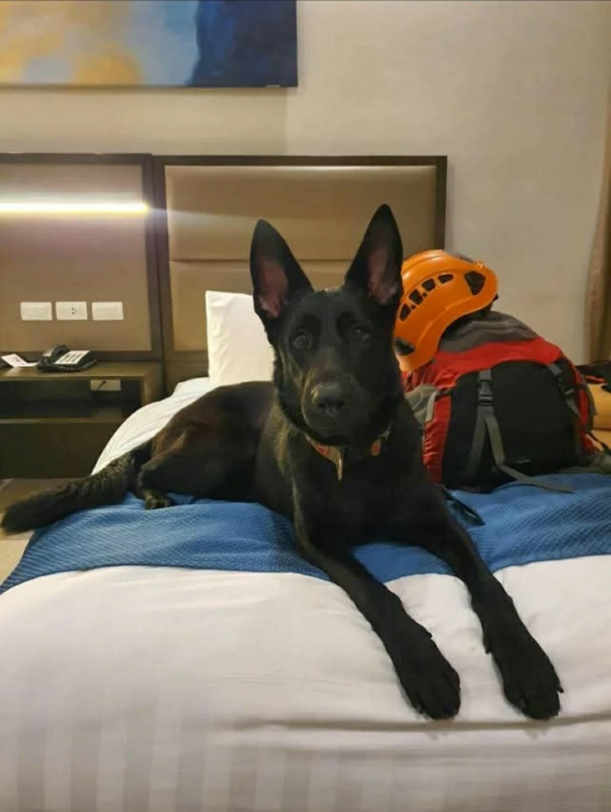 Savoy Hotel Mactan Newtown offers pet-friendly rooms designed with comfort in mind, making every stay a paw-sitive experience.  (Image from MMDA K-9 Corps' Facebook page)