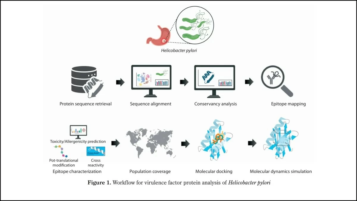 Ateneo researchers used computer software and computational techniques aimed at studying the immune system—a process called “immunoinformatics”—to analyze how the human body responds to various proteins produced by H. pylori. (Source: Chacon et al., 2025)