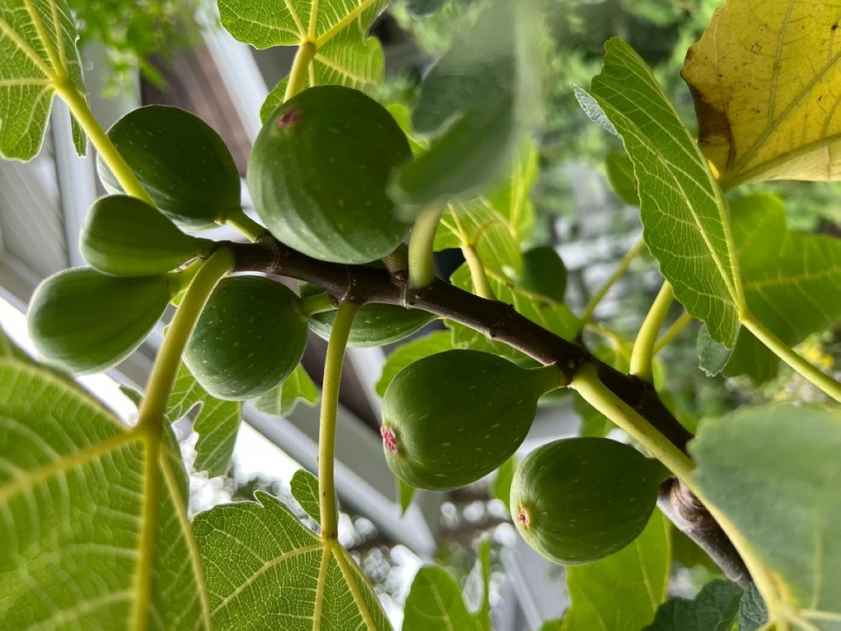 This July 23, 2023, image provided by Jessica Damiano shows figs and fig leaves growing on a tree on Long Island, N.Y. Fig leaves can be dried and brewed into a delicious and nutritious tea-like beverage. (Jessica Damiano via AP)