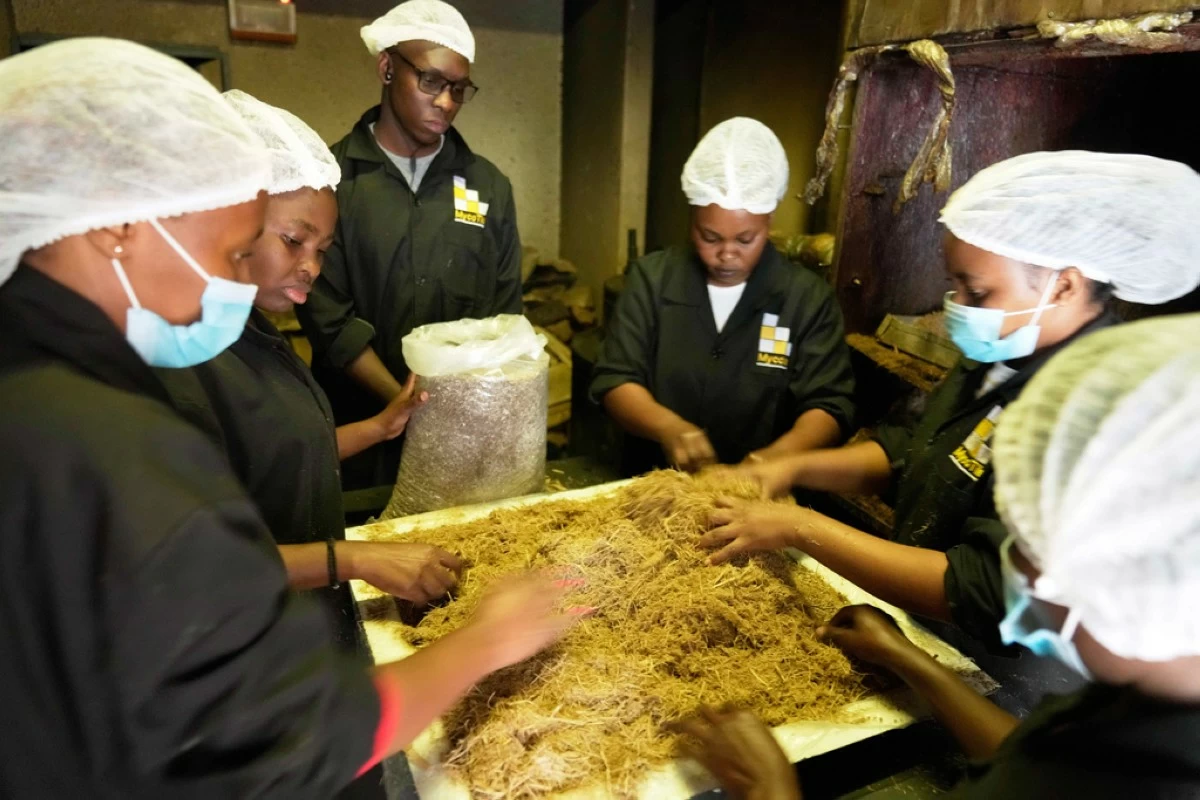Workers process agricultural waste for use in building house wall and roof insulation at the MycoTile facility at the Kenya Industrial Research and Development Institute in Nairobi, Kenya, Thursday, July 24, 2025. (AP Photo/Brian Inganga)