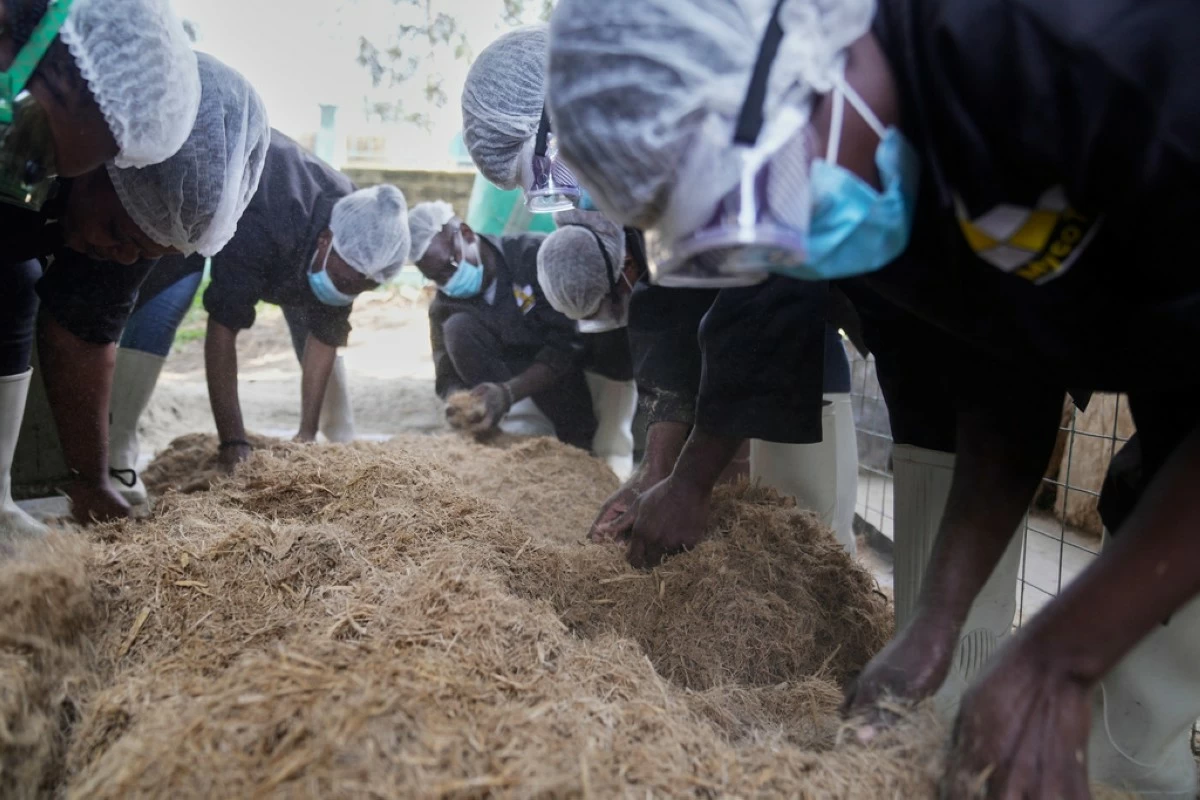 Workers process agricultural waste for use in building house wall and roof insulation at the MycoTile facility at the Kenya Industrial Research and Development Institute in Nairobi, Kenya, Thursday, July 24, 2025. (AP Photo/Brian Inganga)