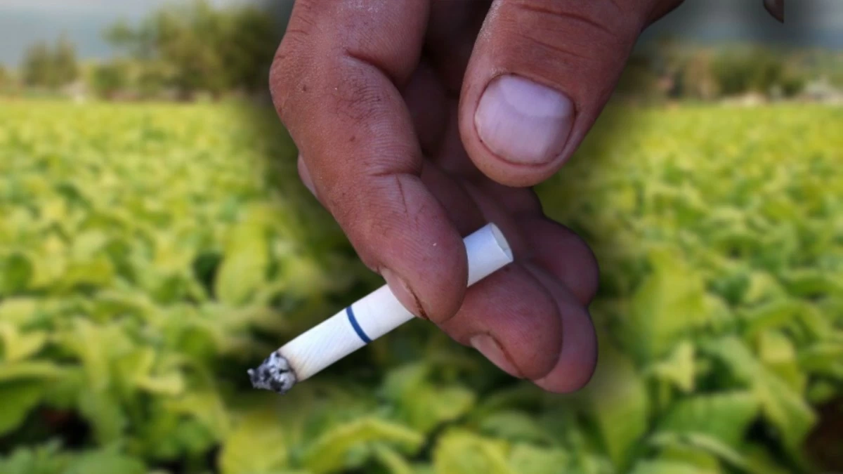 Tobacco farmers face ₱978 million in losses from smuggling