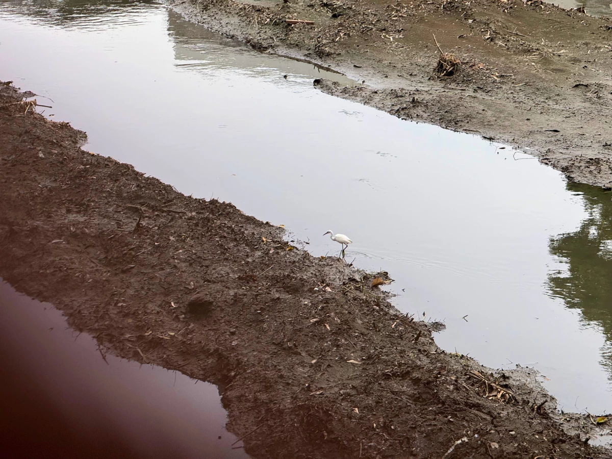 Ongoing river dredging works are in progress — a step toward restoring flow and improving water quality.
