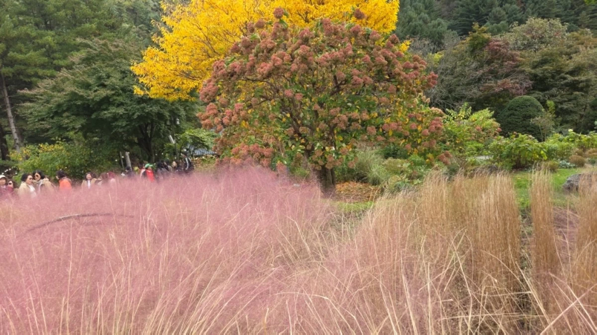 The pink muhly grasses in the Garden of Morning Calm in South Korea (Jonathan Hicap)
