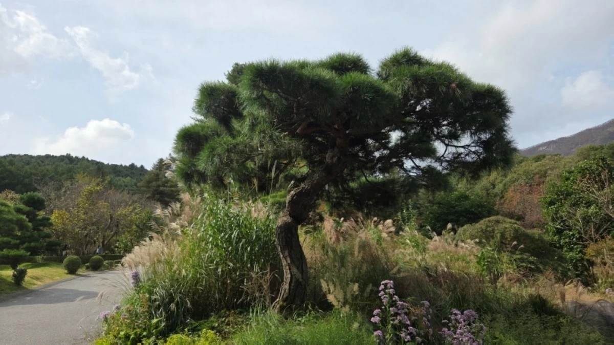Garden of Morning Calm in South Korea (Jonathan Hicap)