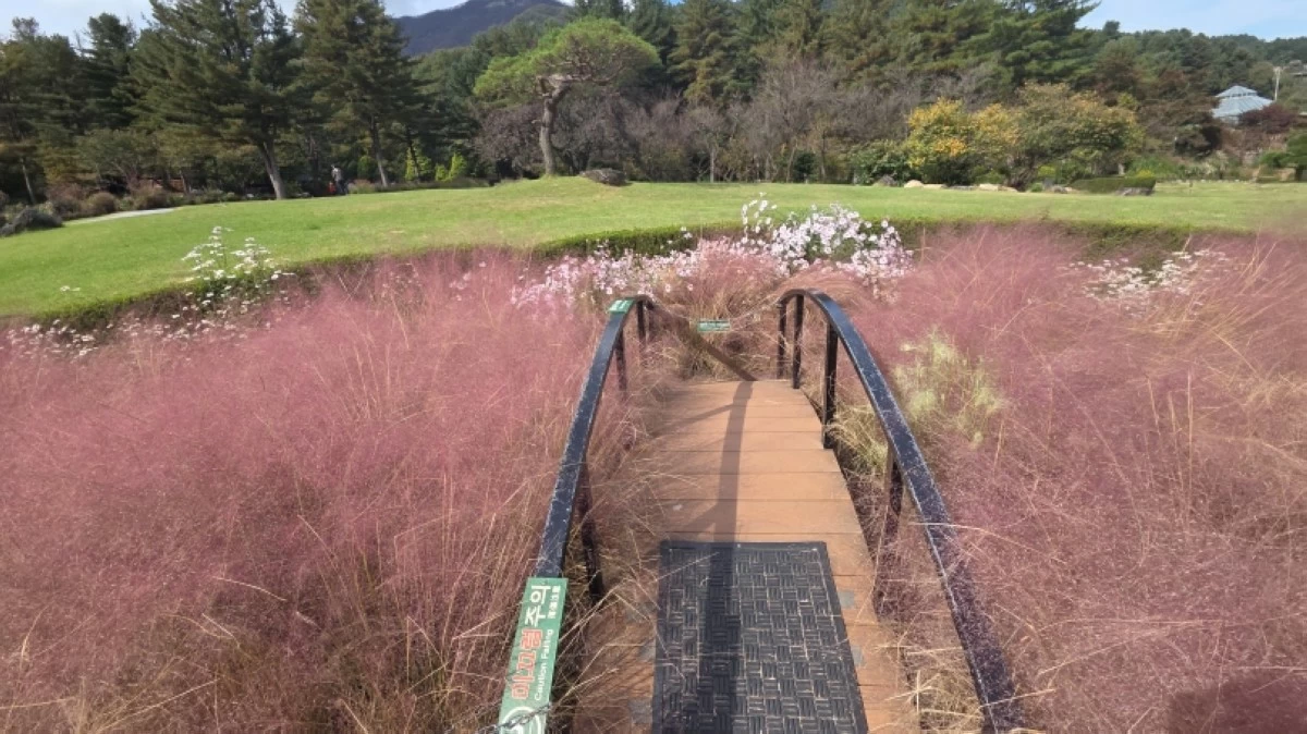 The pink muhly grass in the Garden of Morning Calm in South Korea (Jonathan Hicap)