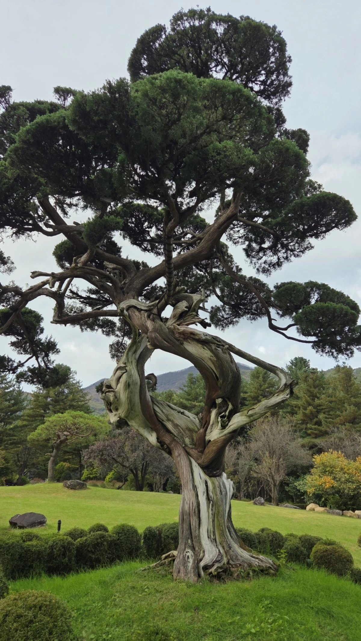 The Millennium Juniper tree in the Garden of Morning Calm in South Korea (Jonathan Hicap)