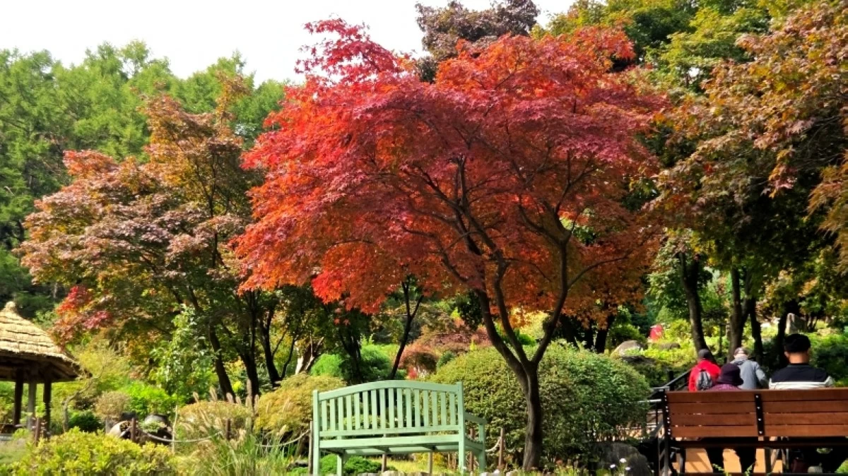 Garden of Morning Calm in South Korea (Jonathan Hicap)