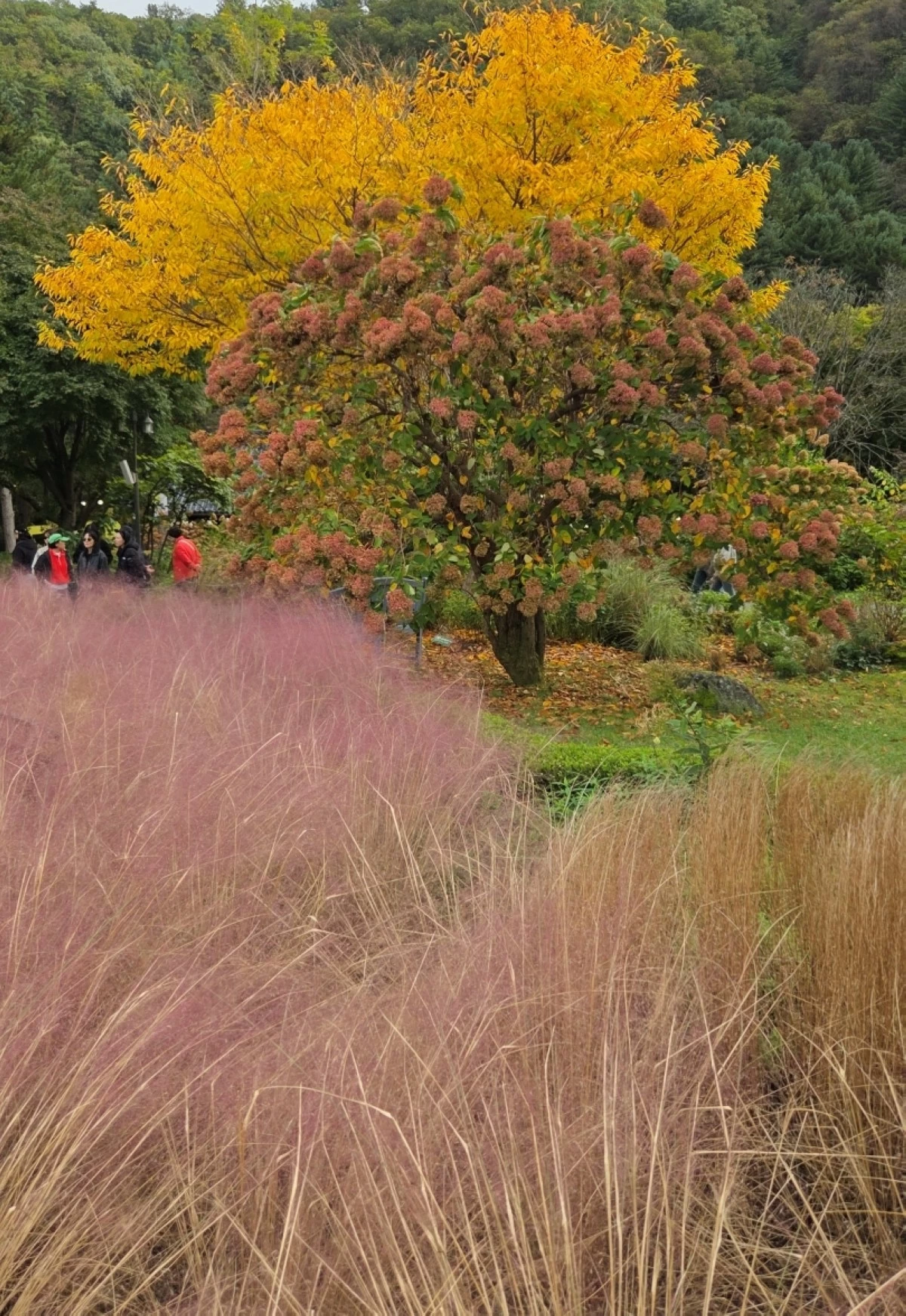 The pink muhly grass in the Garden of Morning Calm in South Korea (Jonathan Hicap)
