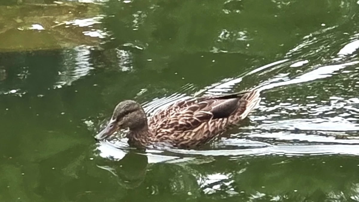 Namsangol Hanok Village in Seoul (Jonathan Hicap) 