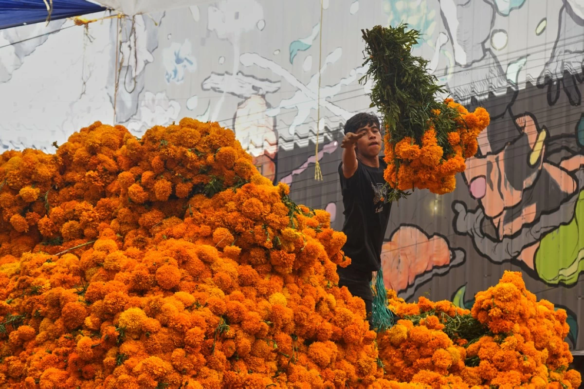 A worker unloads marigold flowers, known as cempasuchil, used during Day of the Dead celebrations, at the Jamaica flower market in Mexico City, Monday, Oct. 27, 2025. (AP Photo/Jon Orbach)