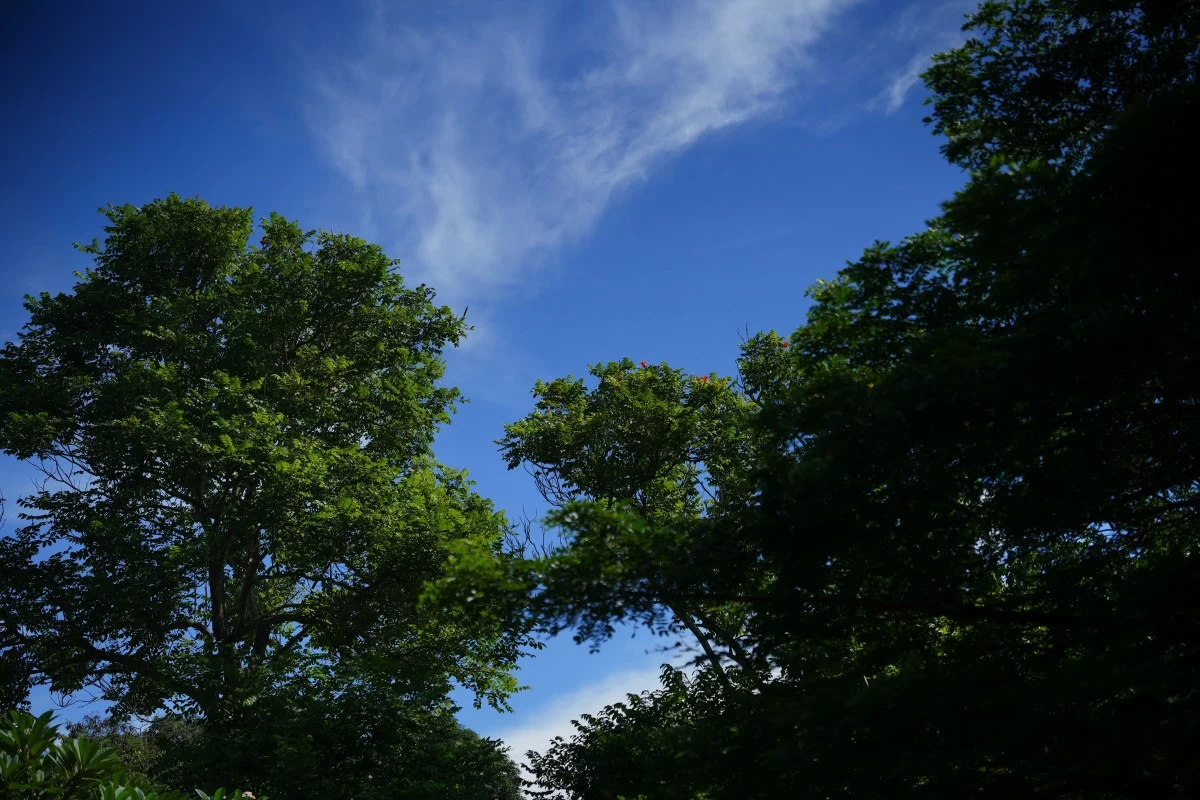 The redevelopment of the Susana Heights estate will introduce diverse residential clusters, green corridors as well as lifestyle and civic spaces. 