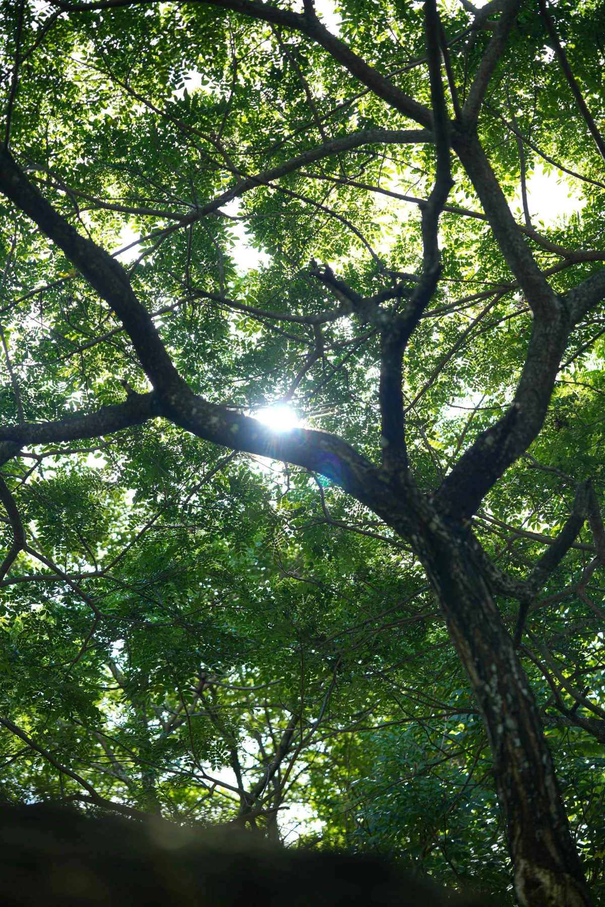 Interwoven throughout the estate are green corridors, pedestrian and bike paths that support recreation and wellness.