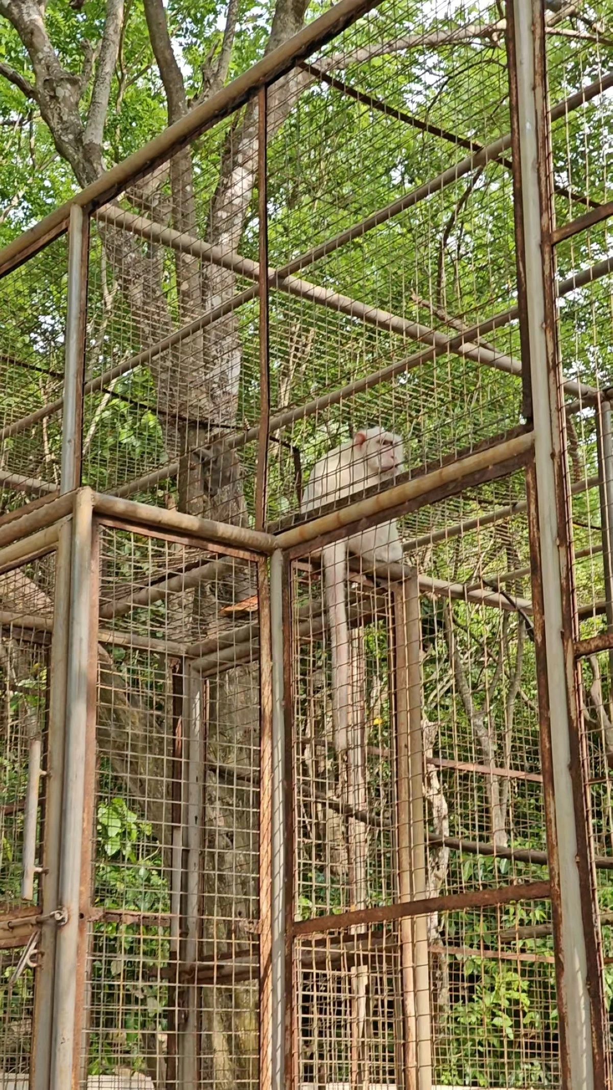 The White Moneky or Monyet Putih