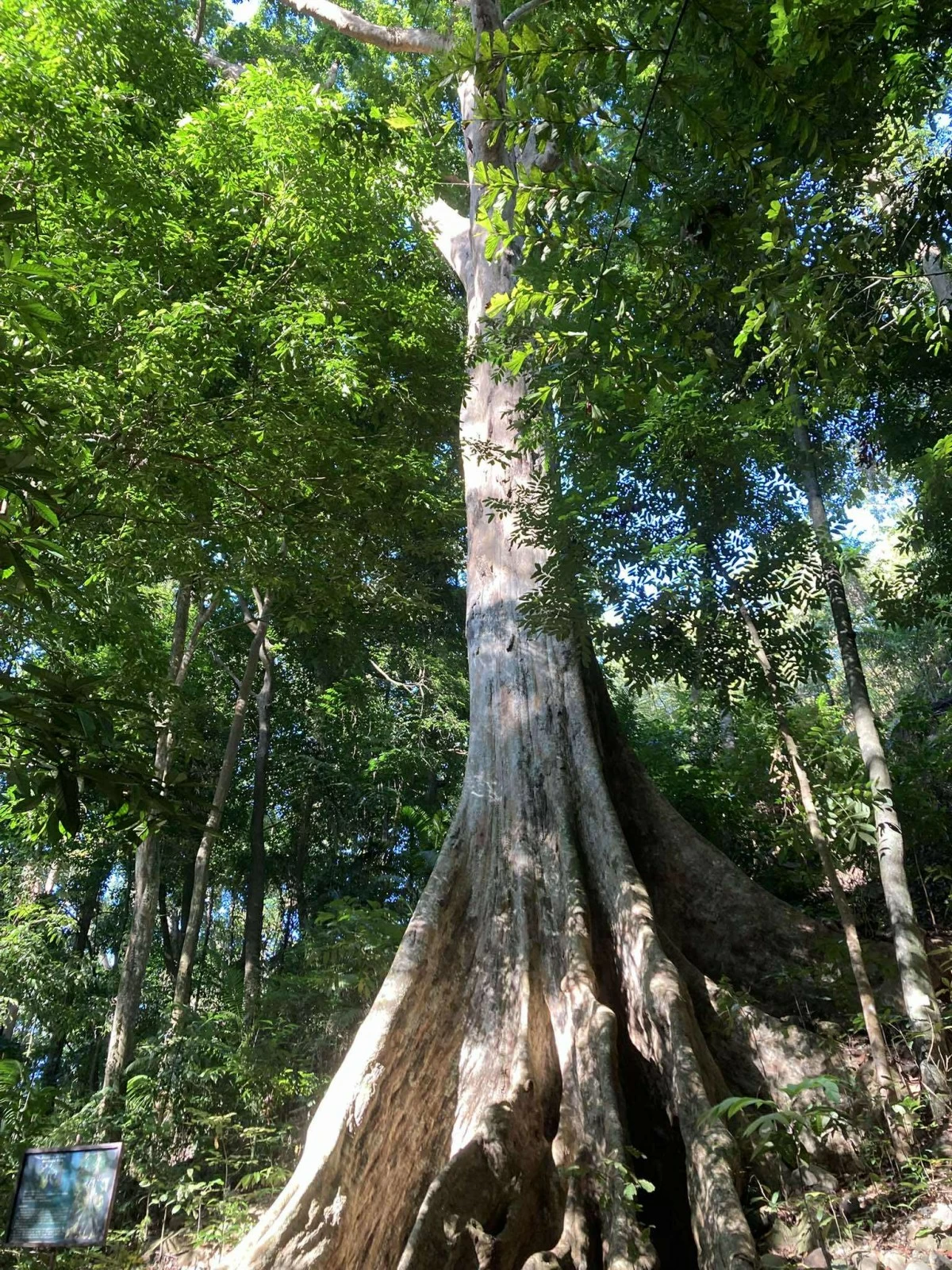NATURE IN ALL ITS BEAUTY The Cagayan de Oro Heritage Tree is estimated to be over 200 years old.