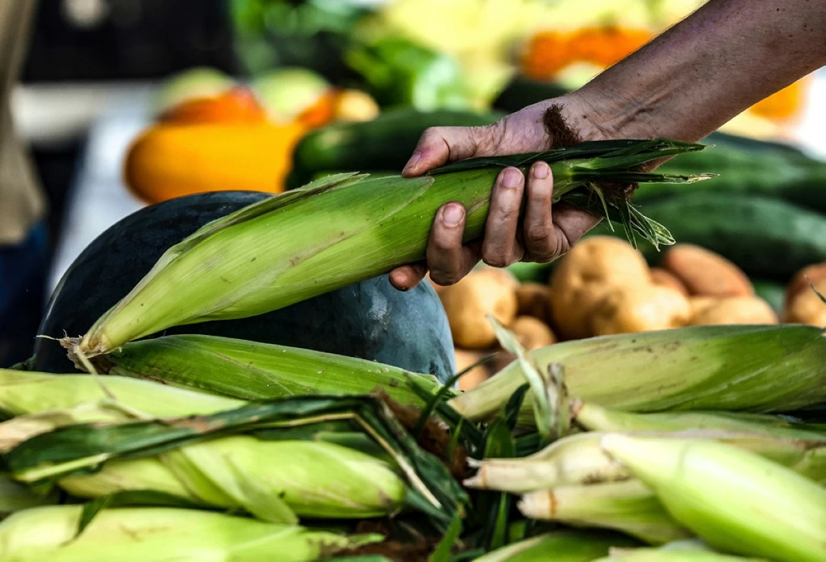 FILE - A shopper picks through corn while browsing the vendor booths set up at the Owensboro Regional Farmers' Market in Owensboro, Ky., Aug. 31, 2024. (Greg Eans/The Messenger-Inquirer via AP, File)
