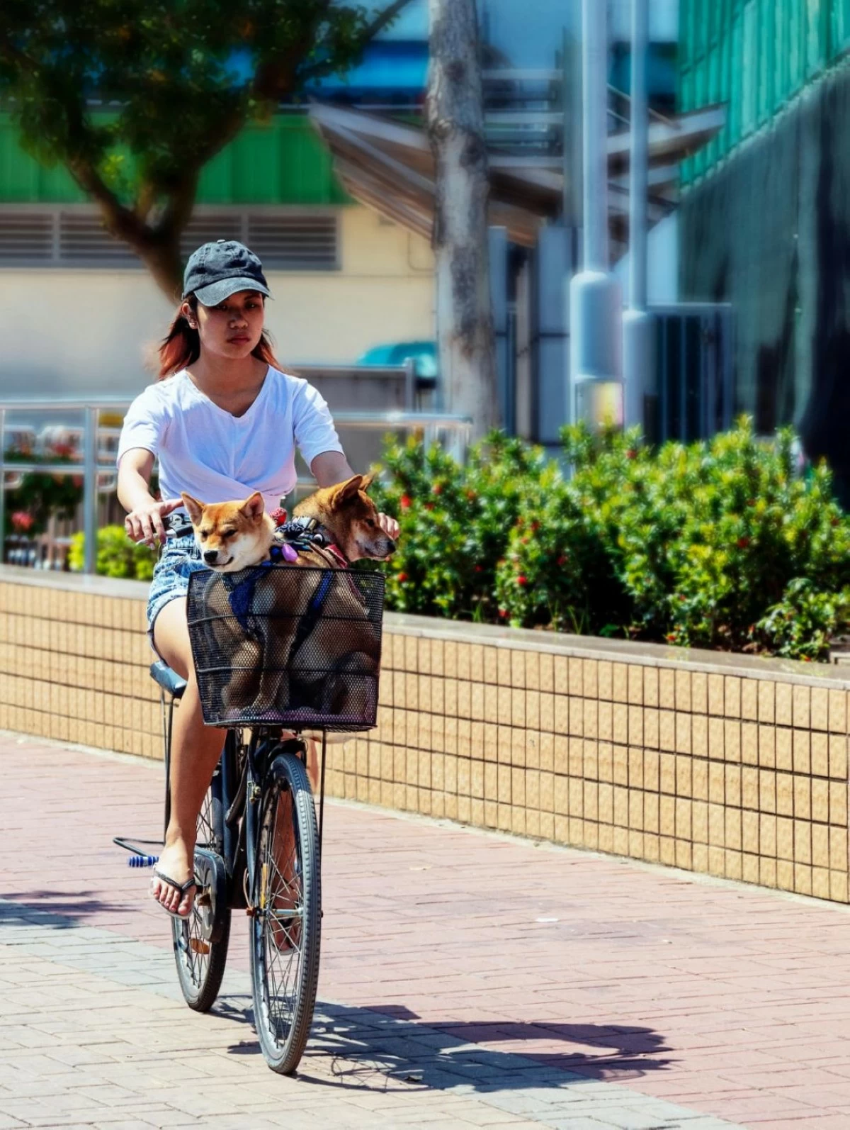 Use your bike when running errands, such as bringing your dogs to the groomer’s. Photo from Pexels.