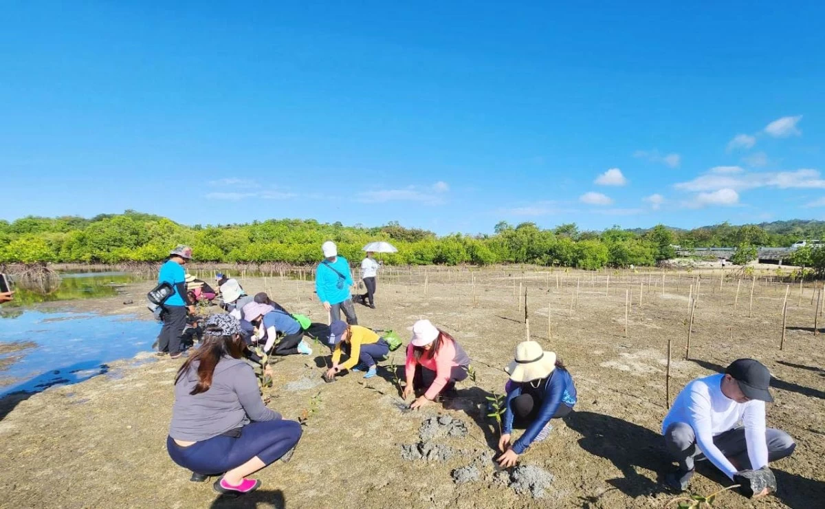 HSBC Philippines volunteers to the Mangrove Ecosystem Program along the Ticao-Burias Pass traversing the provinces of Masbate, Sorso