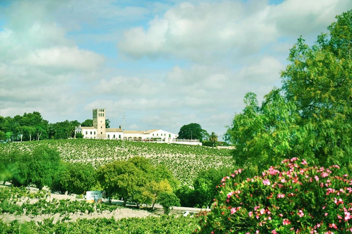 The expansive and fertile El Majuelo Vineyard, the oldest and most important viticultural area in Jerez de la Frontera, is where the story of the world’s most iconic Spanish brandies begin.