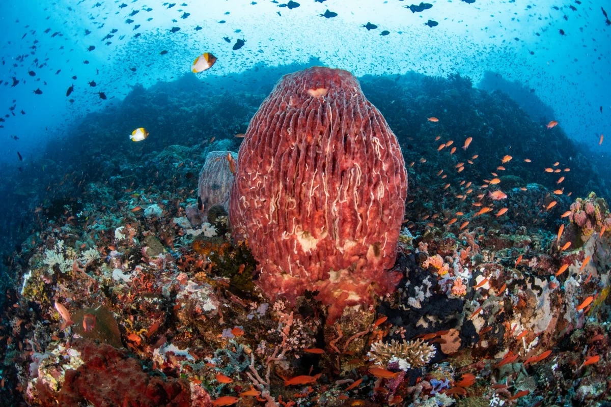Underwater shot of the Verde Island Passage (Photos by Boogs Rosales)