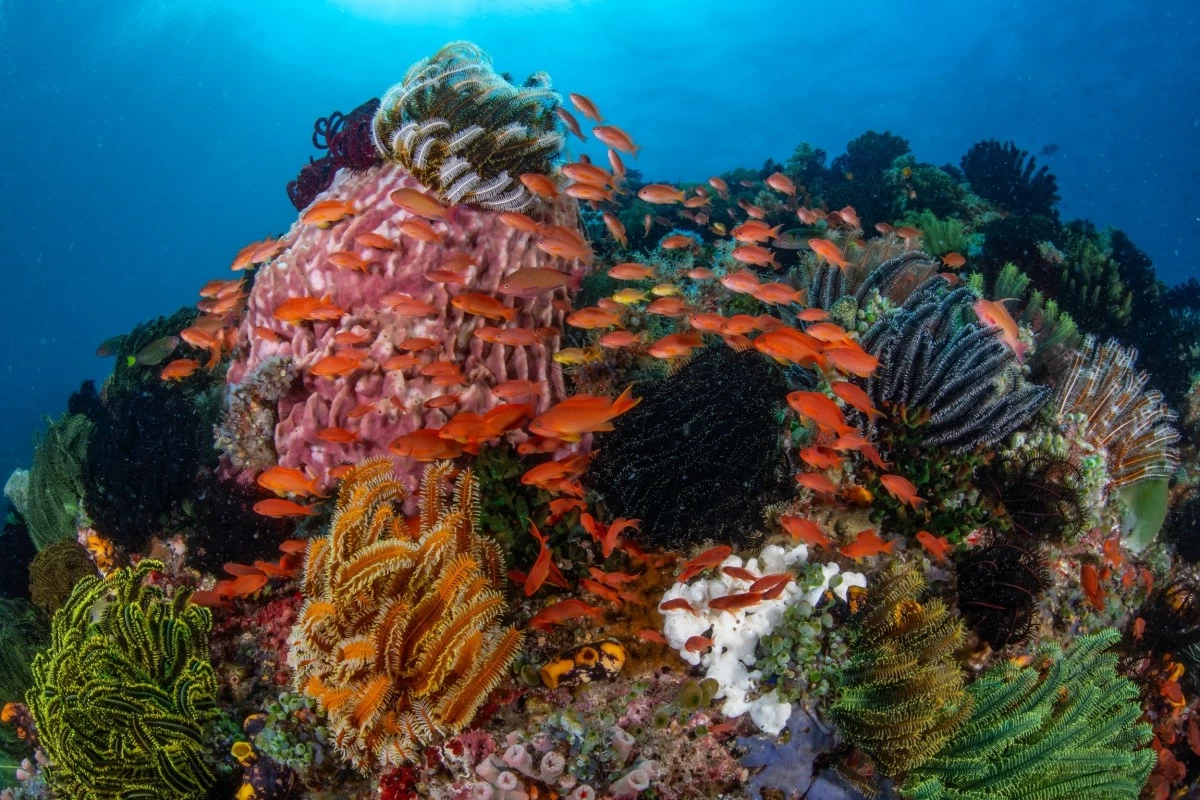 Reef fish, colorful crinoids, and corals thrive under the daylight underwater.