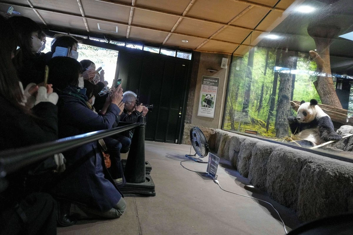 Visitors watch giant pandas Xiao Xiao at Ueno Zoo in Tokyo, Tuesday, Dec. 16, 2025, a day after Japan announced the pandas will be returned to China in January 2026. (AP Photo/Eugene Hoshiko)
