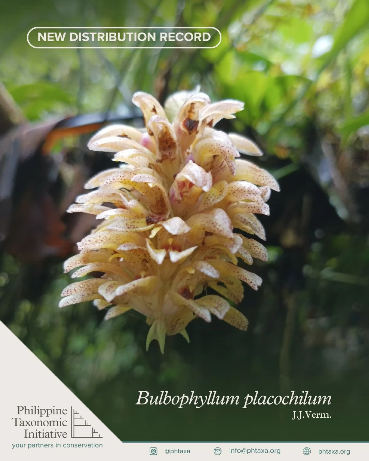 Scientists confirm a new Philippine distribution record for Bulbophyllum placochilum, a rare montane orchid now proposed for IUCN Vulnerable status.