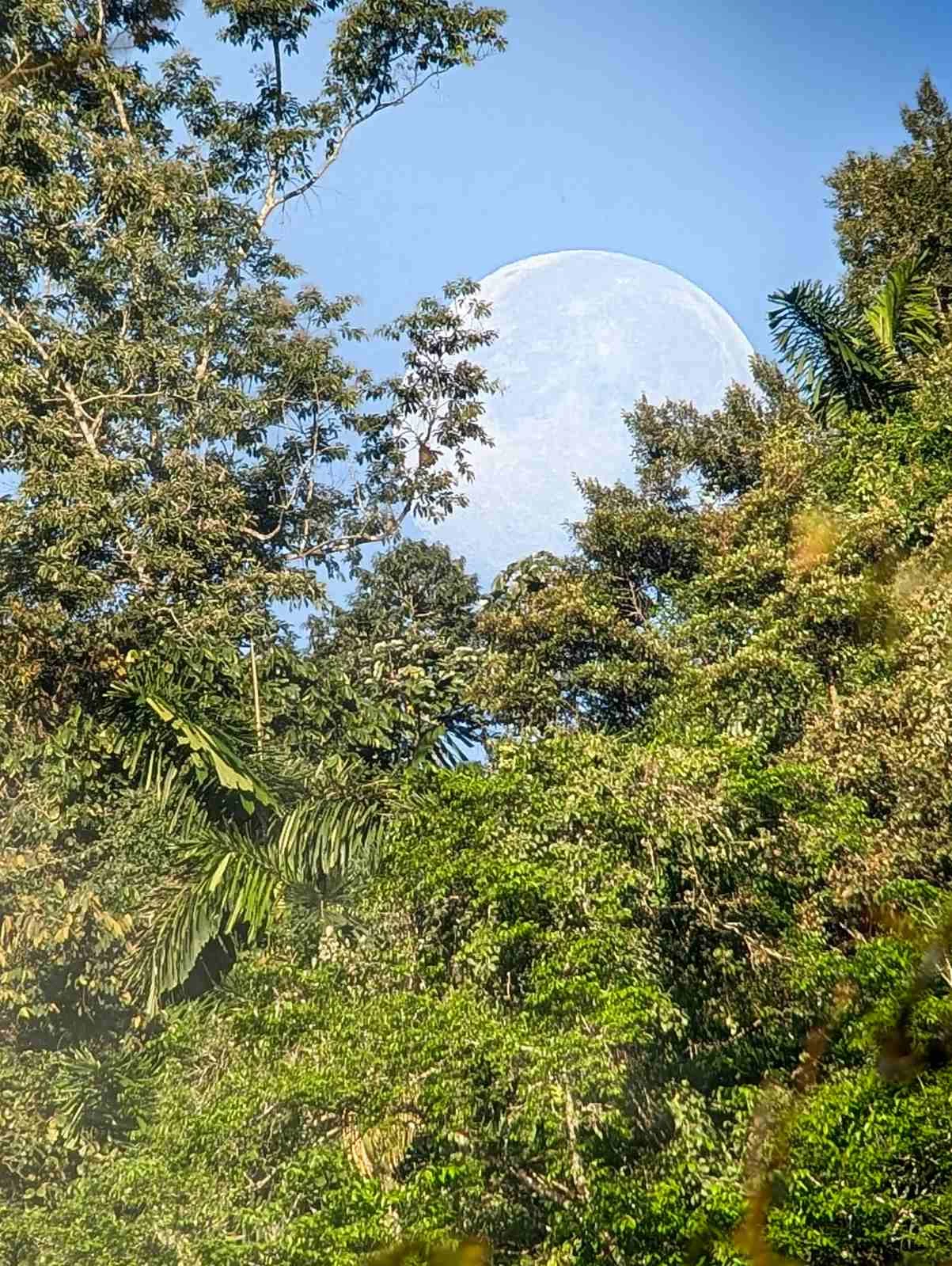 A full moon lingers above the Costa Rican jungle.