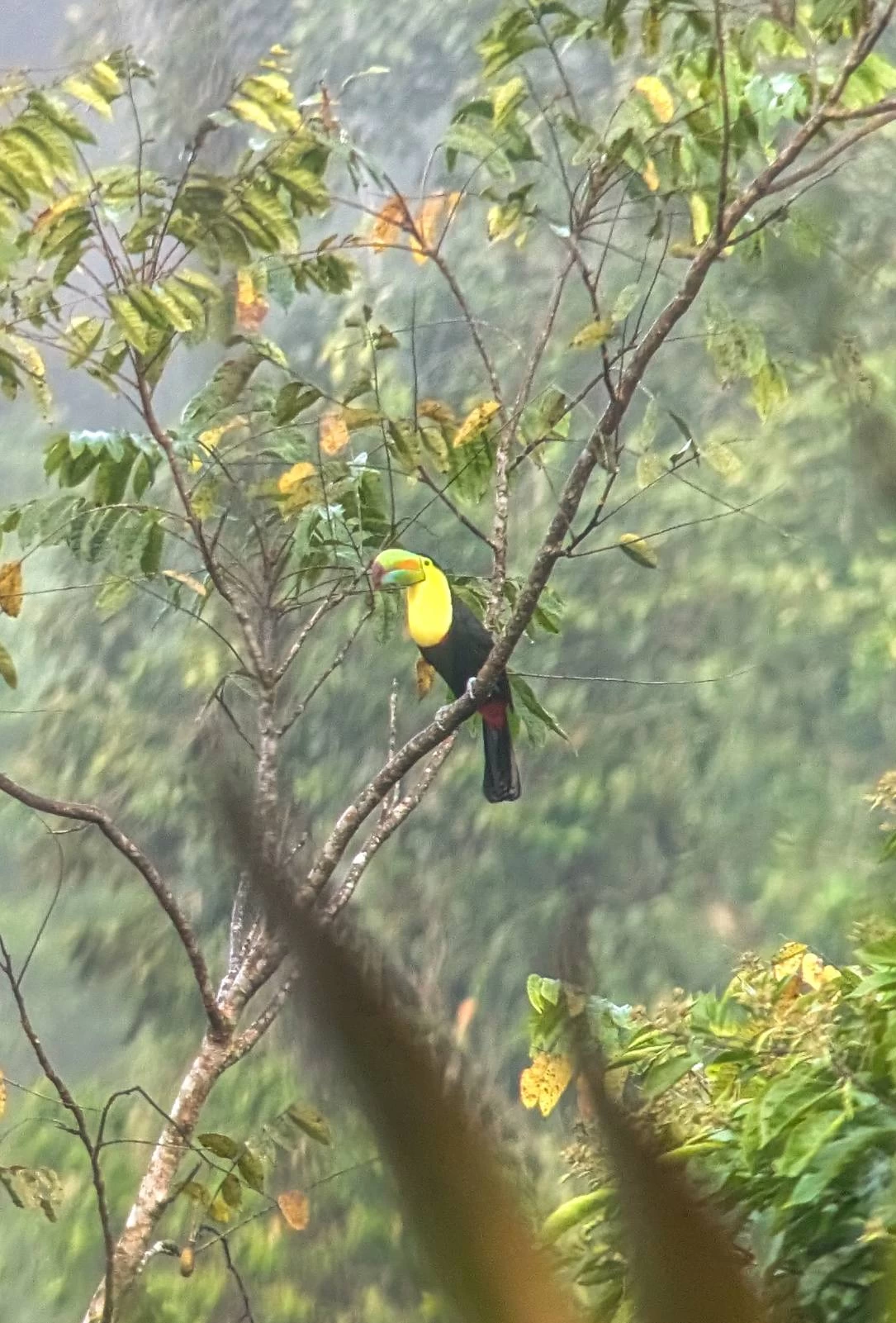 Rainbow-billed toucan perched in the Costa Rican jungle.