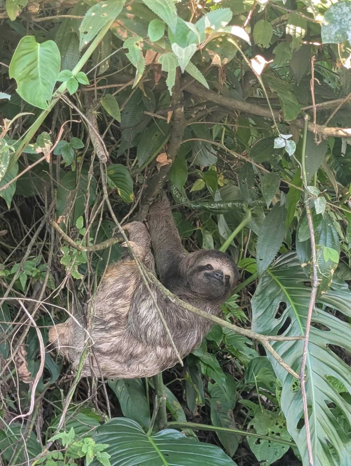 A sloth hangs by the roadside in Turrialba province, Costa Rica