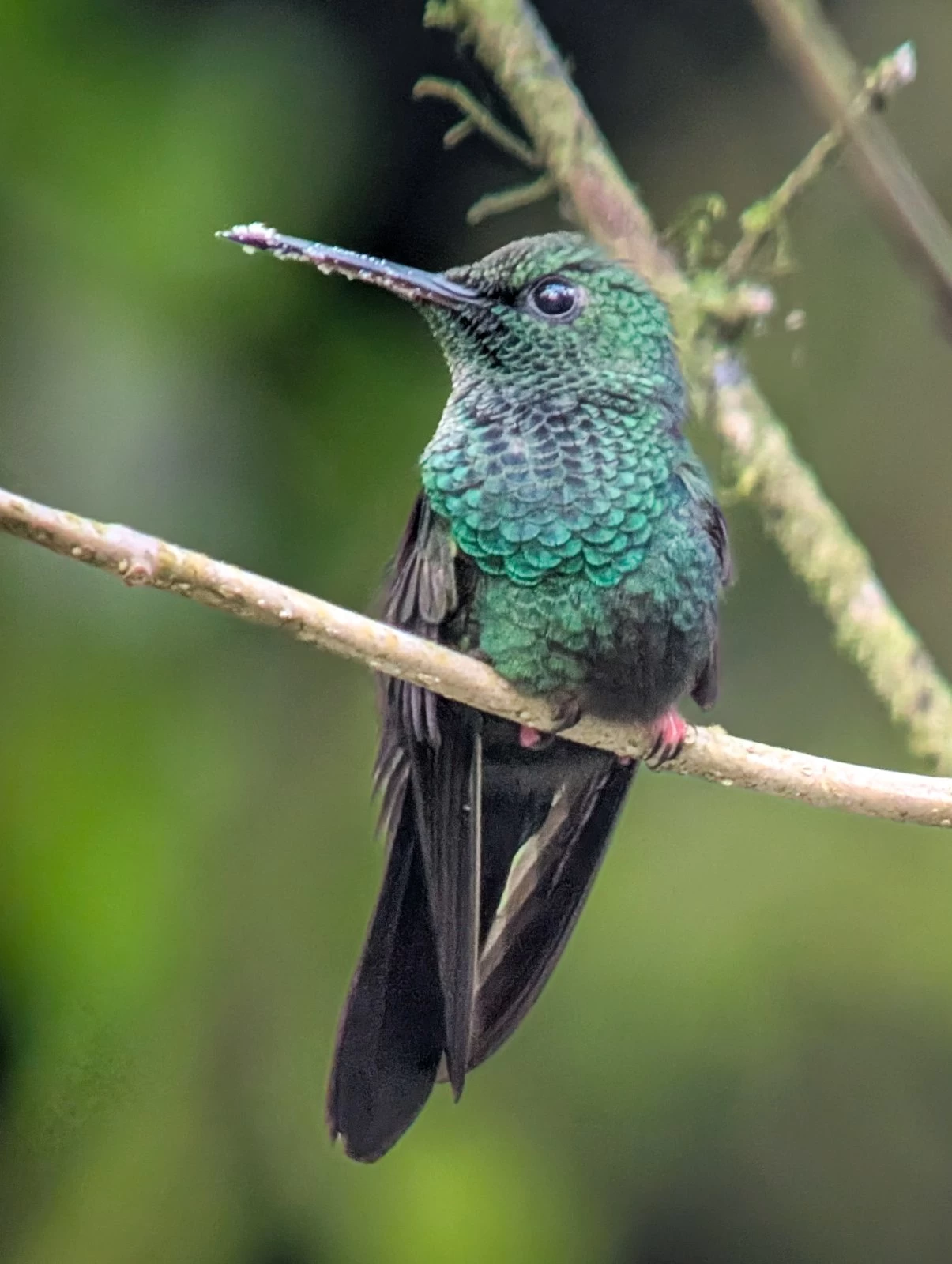 Hummingbirds fly around like little drones.