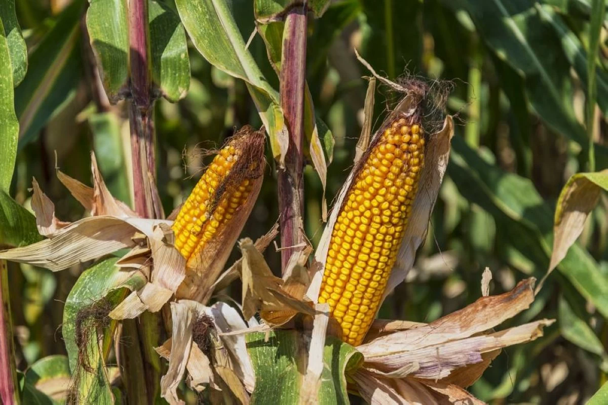 Philippines corn imports to surge 16% amid typhoon-driven crop losses—USDA