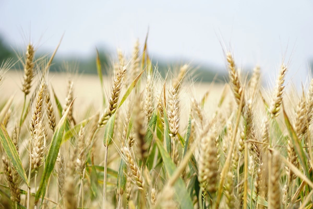 USDA: Philippines wheat demand stays strong despite higher input costs for bakers