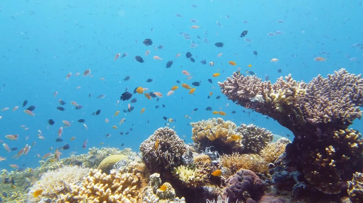 Limasawa (Photo PADI)
