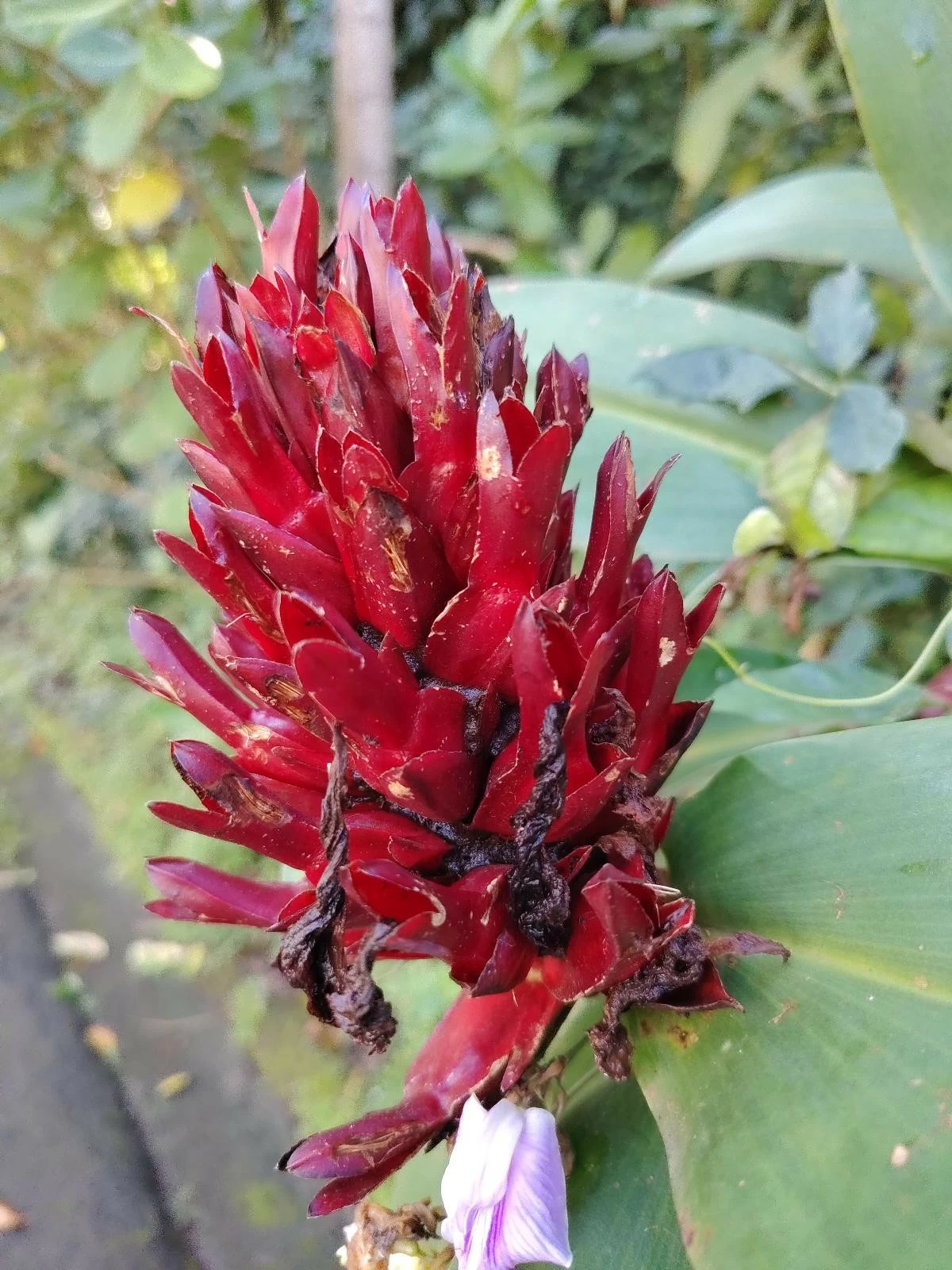 Image taken with the HONOR X9d 5G.