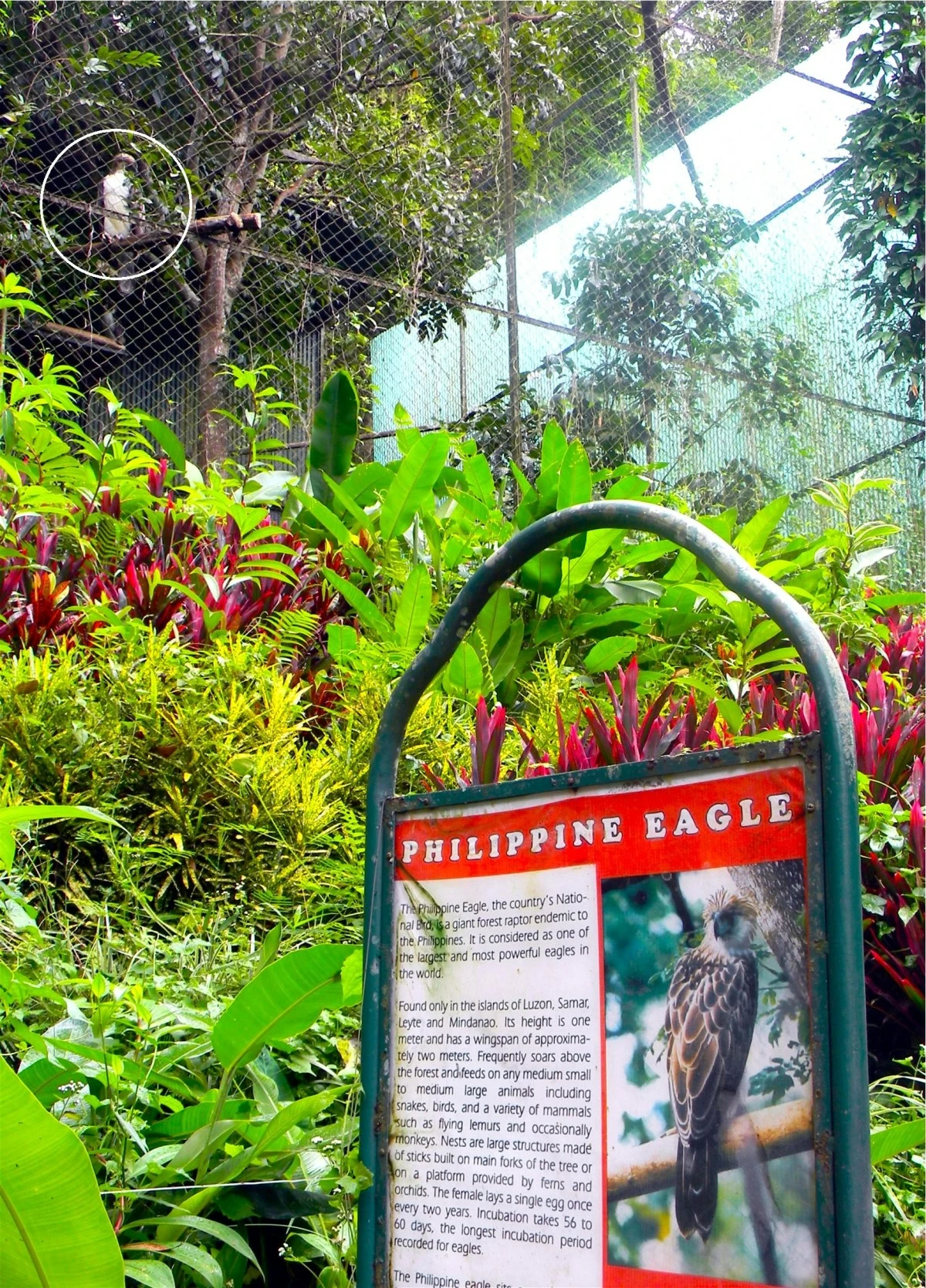 The Philippine eagle, the country’s national bird, is a critically endangered species found only in the Philippines’ forests.
