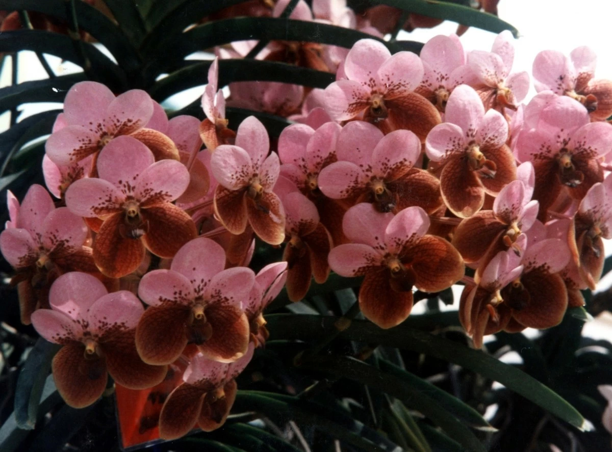 The waling-waling orchid is classified as rare and endangered due to habitat loss and overcollection, making conservation efforts crucial to its survival.