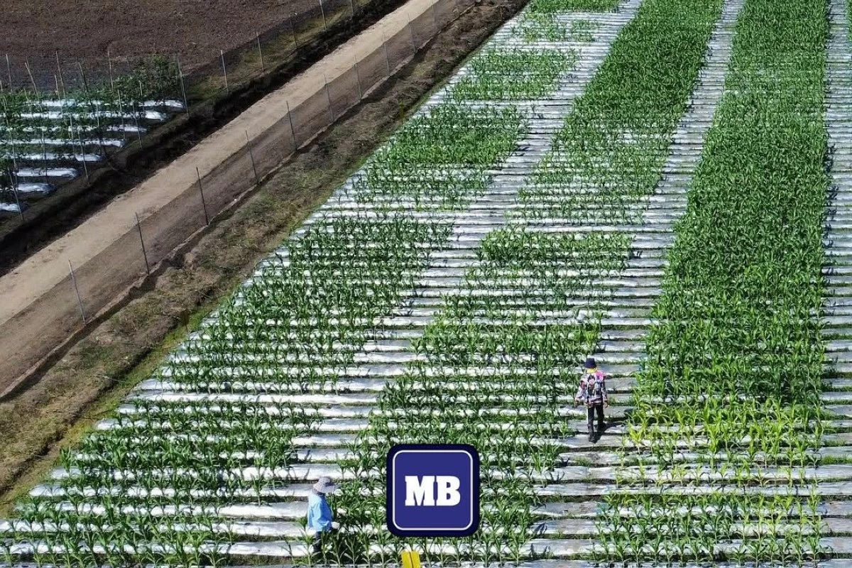 DA plans ₱100-million contract farming push for high-value crops
