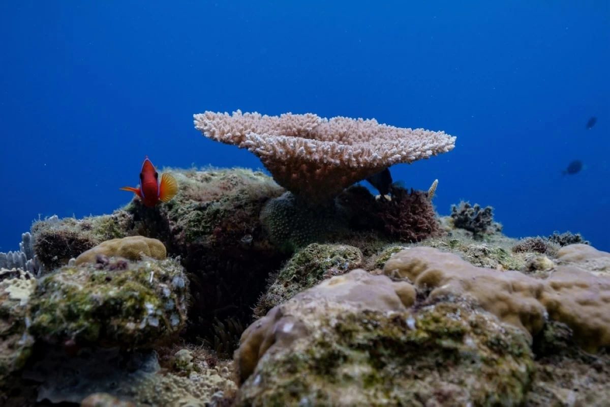 FILE - A clownfish swims at Havannah Harbour, off the coast of Efate Island, Vanuatu, July 20, 2025. (AP Photo/Annika Hammerschlag, File)