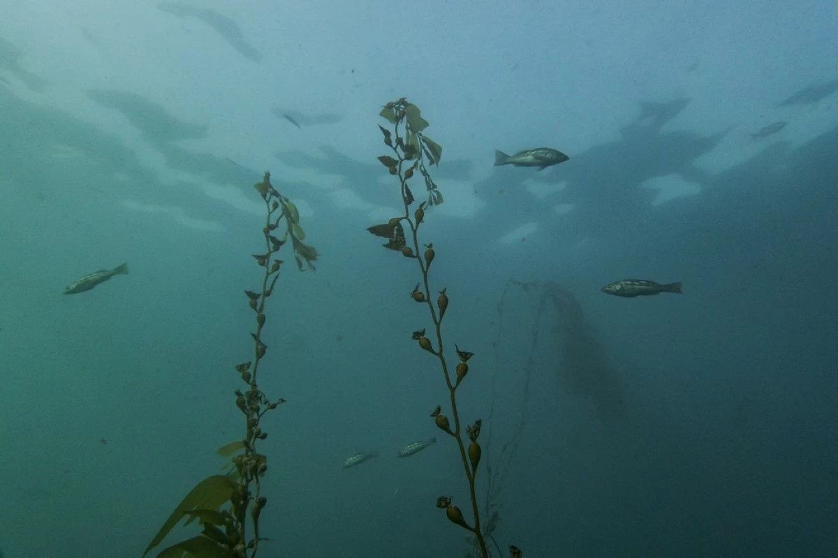 Strands of kelp rise from a thinned kelp forest off the coast of La Jolla, Calif., Tuesday, Dec. 2, 2025. (AP Photo/Annika Hammerschlag)